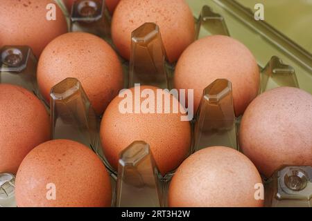 Organic brown chicken eggs in a plastic carton. Close up. Stock Photo