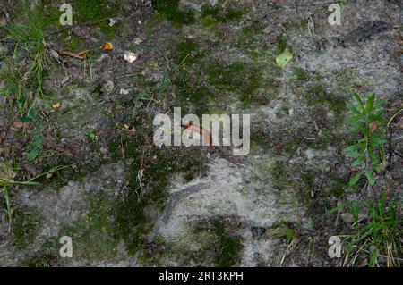 summer background: a large slug crawling on green moss and ground Stock Photo
