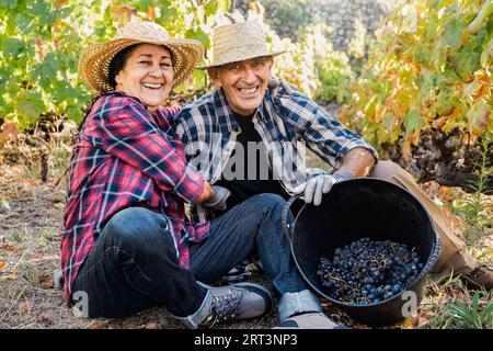 Latin senior farmer couple collecting grapes for red wine production in vineyard during harvest time - Organic agriculture, family winemaker concept Stock Photo