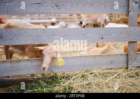 The happy goats in the stable eagerly await their feeding time, lining up at the manger. Stock Photo