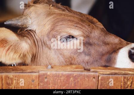 The tired cow's eyes are drooping from exhaustion, making her appear even more sad Stock Photo