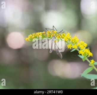 A Crane fly on a yellow goldenrod plant in late summer Stock Photo
