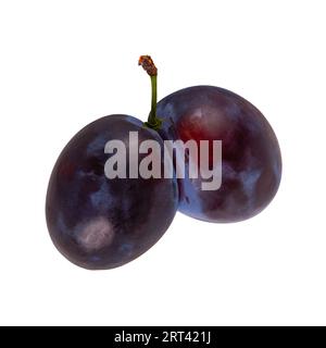 Two plums entwined as conjoined fruits isolated on white background Stock Photo