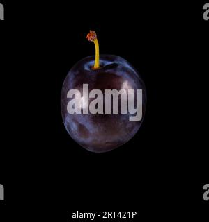 Purple plum isolated on solid black background with Clipping path Stock Photo