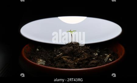 a tiny sprout of medical cannabis grows under an LED lamp in loose potting soil, close-up of a small potted marijuana seedling under a table lamp Stock Photo