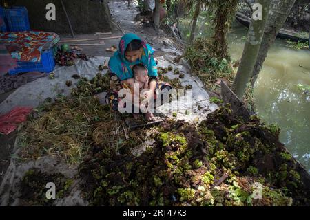 A woman prepares seedling balls to be planted on their floating farm, at her home at Najirpur in Pirojpur, Bangladesh. Stock Photo