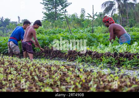 Farmers work in a floating farm at Najirpur in Pirojpur district of Bangladesh. Floating vegetables bed grow in water logged and salinity prone areas Stock Photo