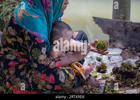 A woman prepares seedling balls to be planted on their floating farm, at her home at Najirpur in Pirojpur, Bangladesh. Stock Photo