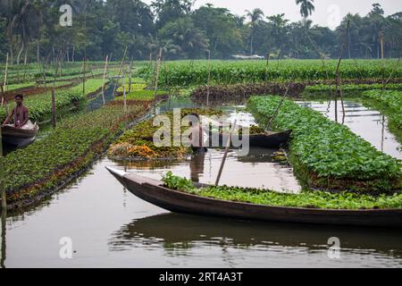 Farmers work in a floating farm at Najirpur in Pirojpur district of Bangladesh. Floating vegetables bed grow in water logged and salinity prone areas Stock Photo