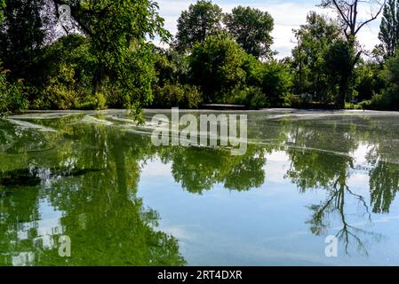 Water pollution by blooming blue green algae. green algae on the surface of the water. flowering water as background or texture. Water, rivers and lak Stock Photo