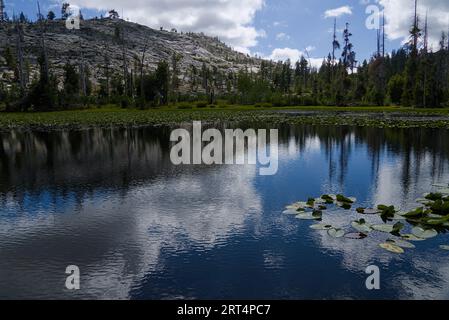 Lily plants on Grouse Lake under the blue sky in Emigrant Wilderness Stock Photo