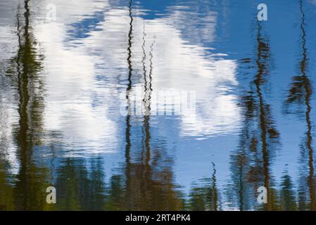 A lake with lilies and the reflection of trees and while clouds. Stock Photo