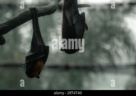 Two grey-headed flying foxes on the tree upside down during the rainy day, copy space for text, wallpaper Stock Photo