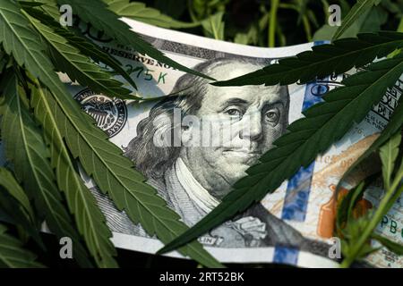 Green money sheet of marijuana close-up. Concept of drugs, medicine, business, violation of law. Cannabis stocks exploding with marijuana leaf on hund Stock Photo