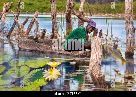 Botswana, Okavango Delta, mokoro fisherman, sailing between the water lilies, fish jumping out the water, scenic view of life on the channels Stock Photo