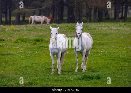 two white horses in a foggy forest, Bolu, Turkey Stock Photo - Alamy