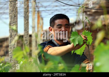 Luannan County - March 7, 2019: Employees are sorting out grape seedlings in the farm, Luannan County, Hebei Province, China Stock Photo