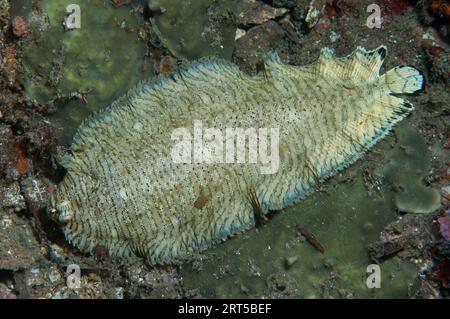 Banded Sole, Soleichthys heterorhinos, night dive, Nudi Falls dive site, Lembeh Straits, Sulawesi, Indonesia Stock Photo