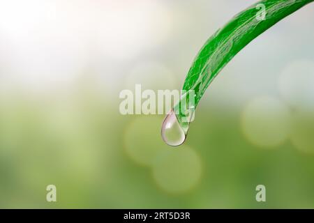 A drop of water falling from a green leaf on a green abstract background with sunlight Stock Photo