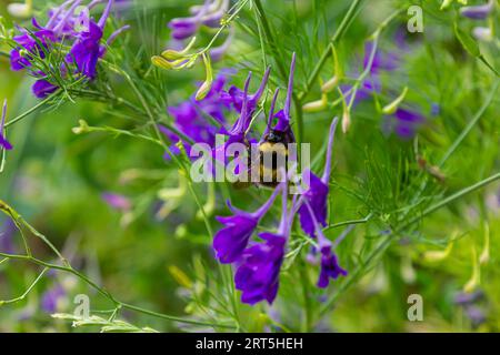 Wild Delphinium or Consolida Regalis, known as forking or rocket larkspur. Field larkspur is herbaceous, flowering plant of the buttercup family Ranun Stock Photo