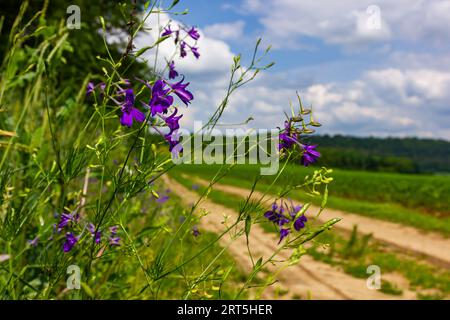 Wild Delphinium or Consolida Regalis, known as forking or rocket larkspur. Field larkspur is herbaceous, flowering plant of the buttercup family Ranun Stock Photo