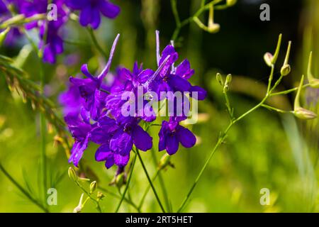 Wild Delphinium or Consolida Regalis, known as forking or rocket larkspur. Field larkspur is herbaceous, flowering plant of the buttercup family Ranun Stock Photo