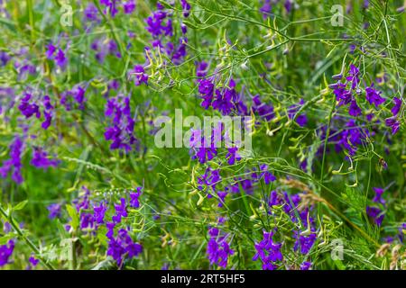 Wild Delphinium or Consolida Regalis, known as forking or rocket larkspur. Field larkspur is herbaceous, flowering plant of the buttercup family Ranun Stock Photo