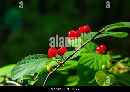 Festive Holiday Honeysuckle Branch with Red Berries Lonicera xylosteum. Stock Photo