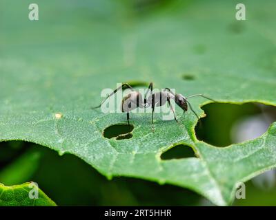 Black Carpenter Ant on Leaf. black ants on a green leaf, Close up of the black ant on the green leaf in Forrest. Ants Meeting On Grass, Camponotus Japon Stock Photo
