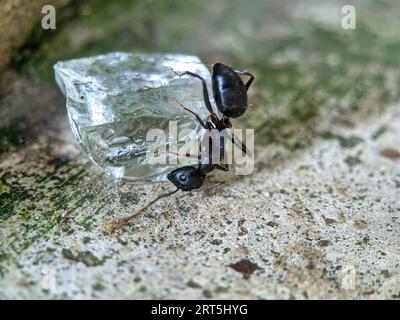 lack ant on a leaf eating sugar Stock Photo