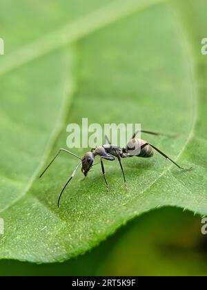 Black Carpenter Ant on Leaf. black ants on green leaf, Close up of the black ant on the green leaf in Forrest. Ants Meeting On Grass, Camponotus Japon Stock Photo