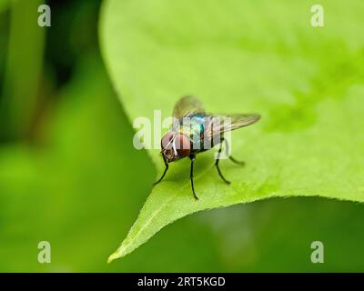 Blow Fly on a green leaf. A macro photo of a fly perching on a green leaf. selective focus. House fly, Fly, House fly on leaf Stock Photo