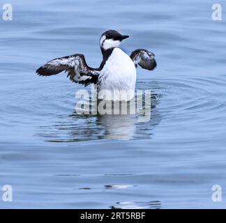 An adult Common Guillemot vigorously flaps its wings after preening. They often fish inshore, especially when following shoals of sand eels. Stock Photo