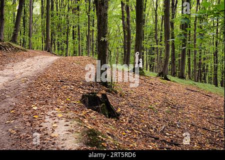 Halloween silhuette of pair, ghosts or aliens pictured on tree in forest. Scenic, mystic, postcard view, wallpaper Stock Photo