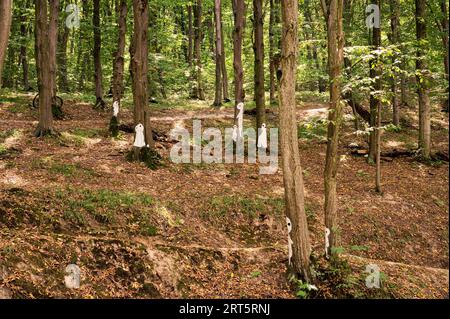 Mistical white silhouettes in sunny green forest covered with yellow dry leafs. Scenic, beautiful, background, postcard view, wallpaper, Vinnytsia, Stock Photo