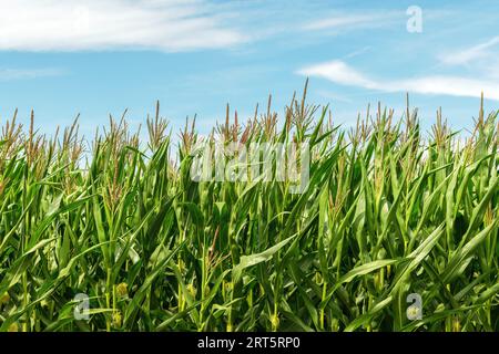 Corn stalks with tassel in cultivated agricultural field, growing organic maize crops, selective focus Stock Photo