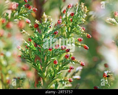 branches with red cones Chamaecyparis, selective focus with blurred background, close up of a cypress tree in sunlight Stock Photo