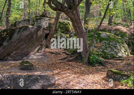 Gray rocks with moss and trees in beautiful summer autumn green and yellow forest. Scenic background, wallpaper Stock Photo