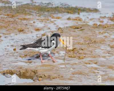 Oyster Catcher with worm, Wells Next The Sea, North Norfolk, UK Stock Photo