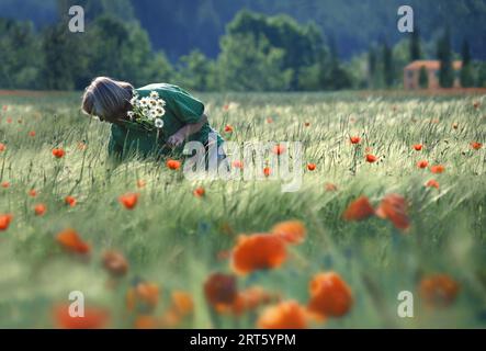 Woman picking poppies Stock Photo