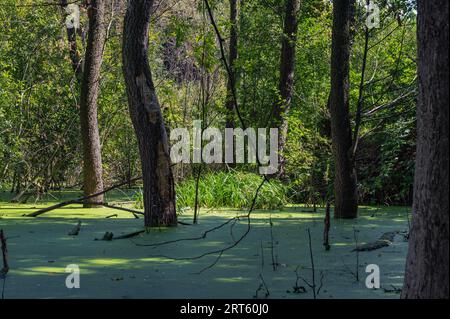 Covered with green duckweed scenic swamp in forest and small grass island, that lookes like fairytale grass lawn. Some trees grows from water Stock Photo