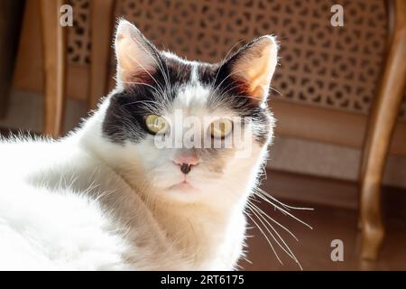 Angry expression of a house cat sitting on the table and doing a