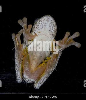 Underside of Australian Peron's tree frog (Litoria peroni) on dark window at night. Smooth, light skin against black background. Summer, Queensland Stock Photo