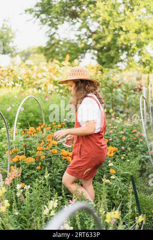 A woman in a sunhat tending to her cut flower garden in Tiffin, Stock Photo