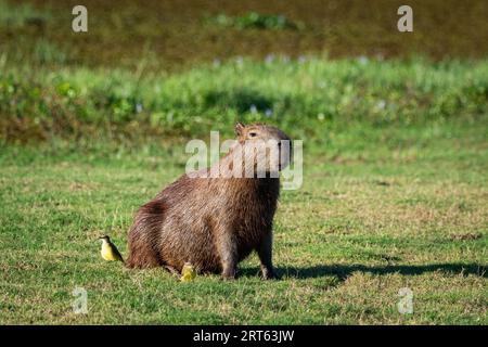 Beautiful view to Capybara and Cattle Tyrant birds in the Pantanal Stock Photo