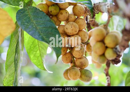 Ripe Lansium parasiticum on tree Stock Photo