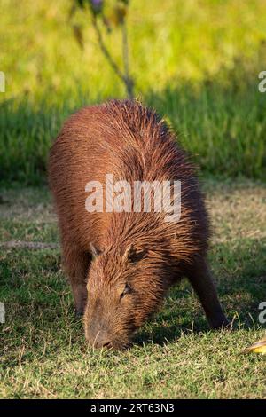 Beautiful view to Capibara rodent in the Miranda Pantanal Stock Photo
