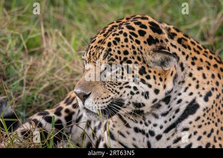 Beautiful view to Jaguar laying on ground in the Miranda Pantanal Stock Photo