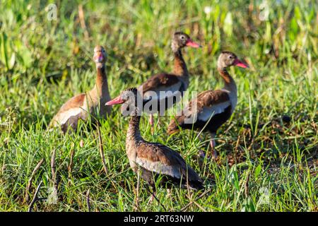 Beautiful view to Black-bellied Whistling Ducks on green ground Stock Photo