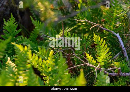 Young ferns (Polypodium vulgare) lit up by the evening sun amongst pine trees. South Norway. Stock Photo